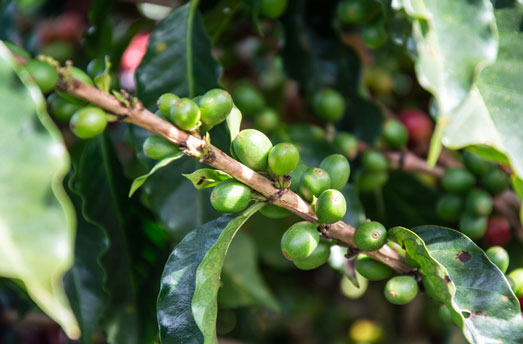 produzione di caffè