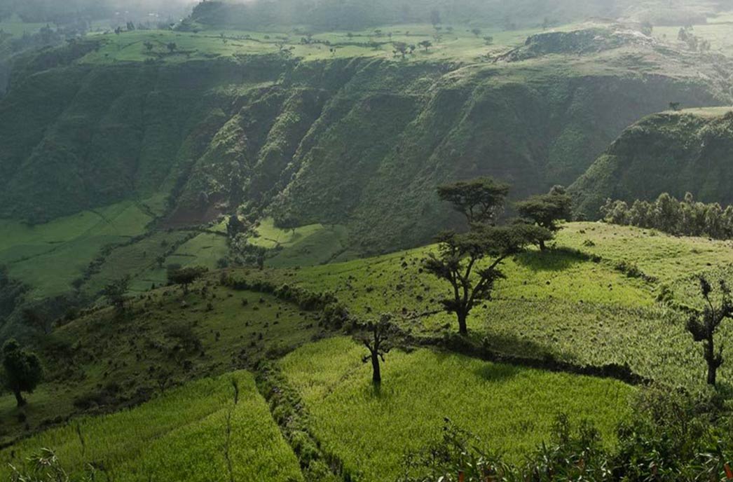 chicchi Arabica